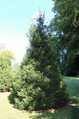 Picea glauca 'Albertiana' - smrk sivý - celek léto (114)